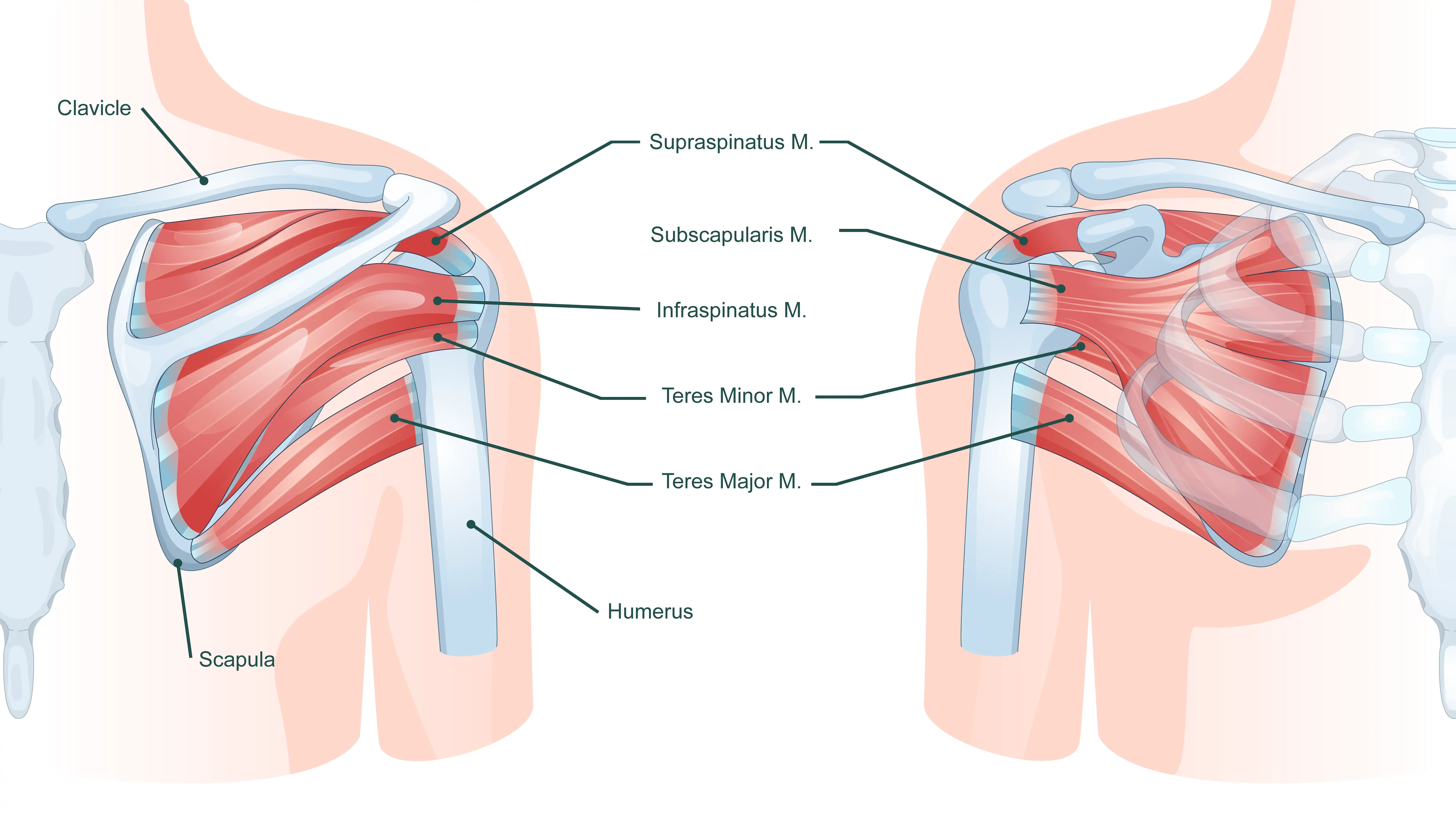 Rotator Cuff Muscles
