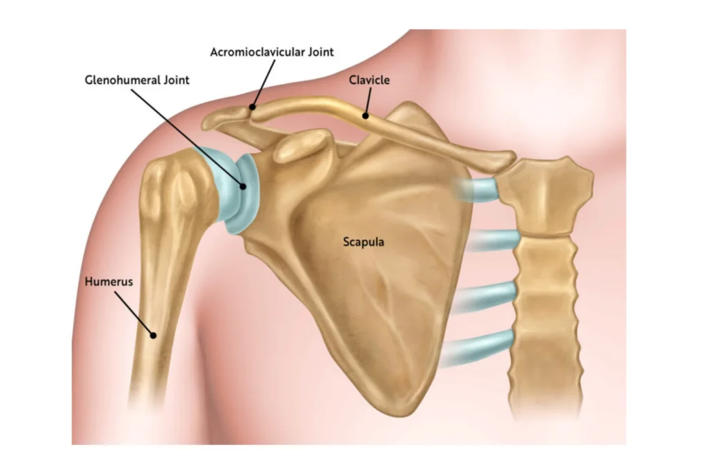 Detailed Shoulder anatomy
