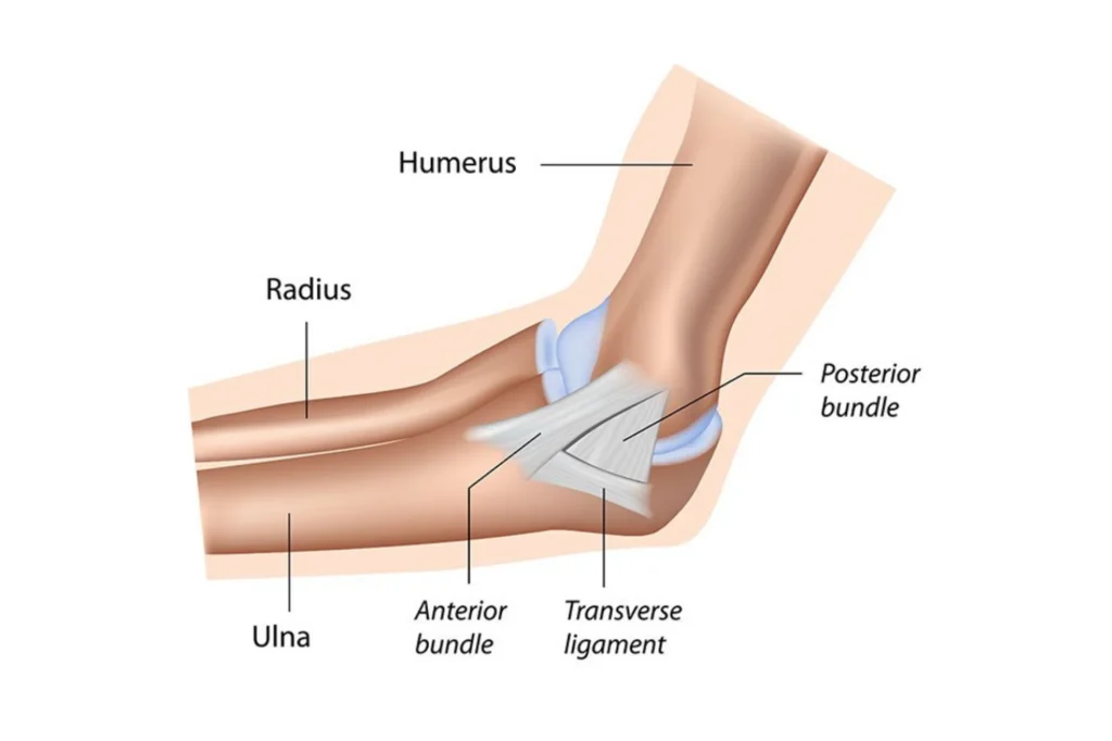 Elbow Anatomy
