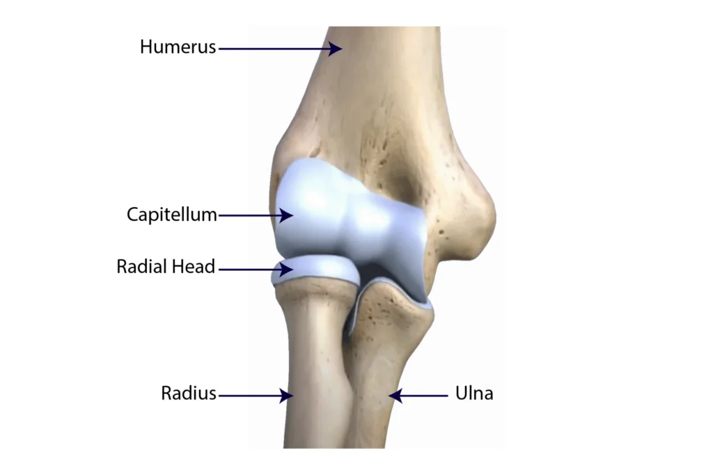 Radial head, capitellum, olecranon