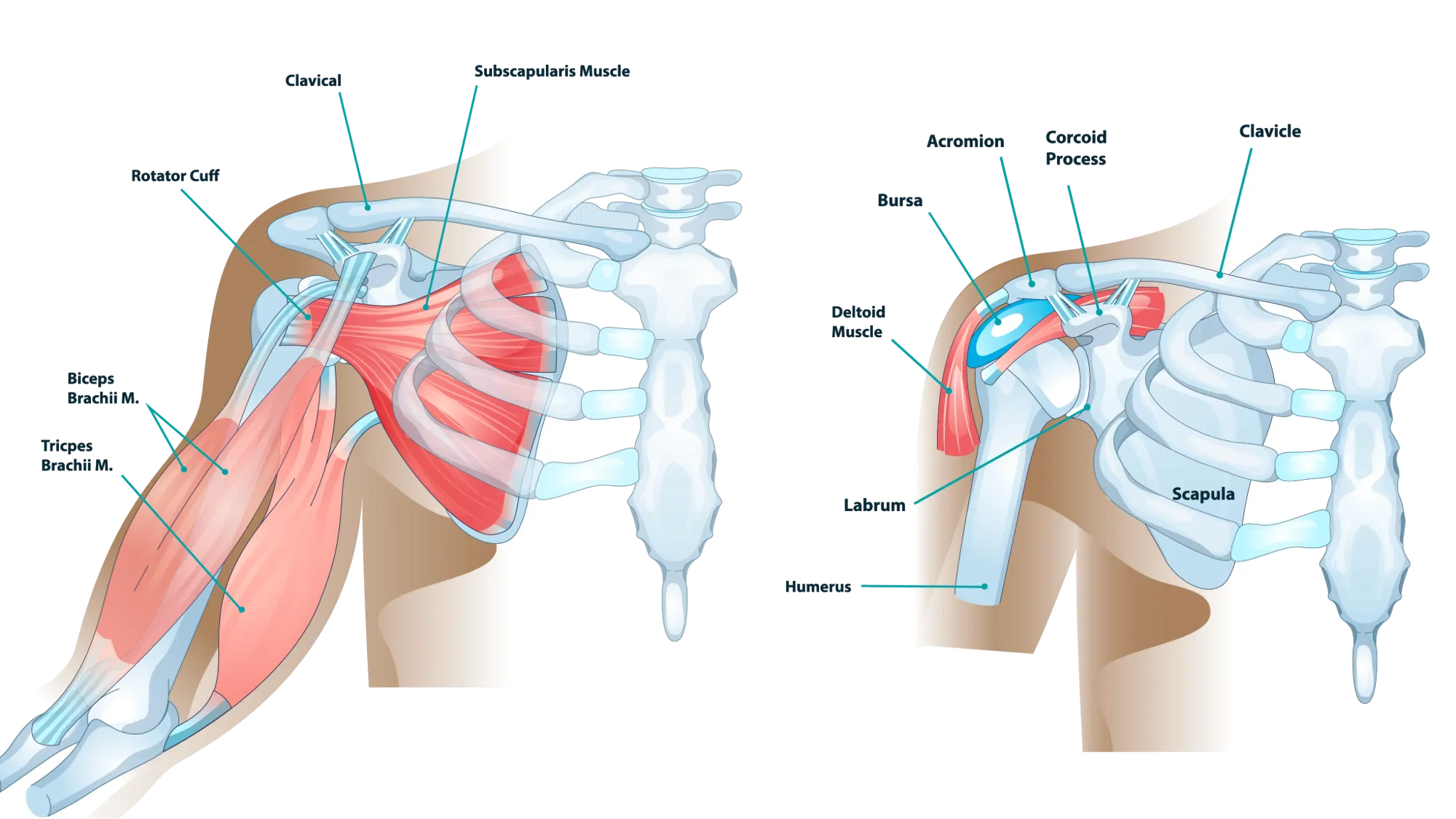 Shoulder anatomy diagram of bone and muscle structure