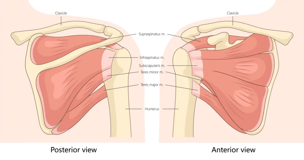shoulder_rotator-cuff_diagram_v01 interior diagram of a rotator cuff