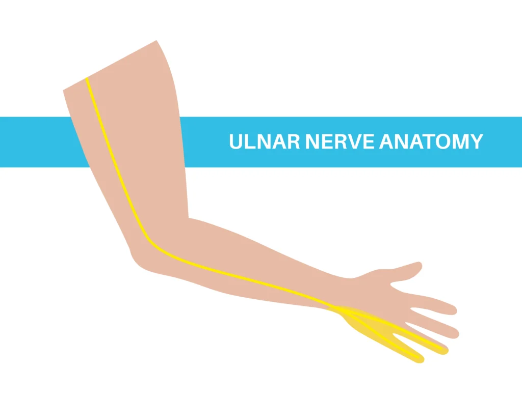 Diagram of ulnar nerve anatomy